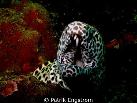 Honeycomb Moray eel by Patrik Engstrom 