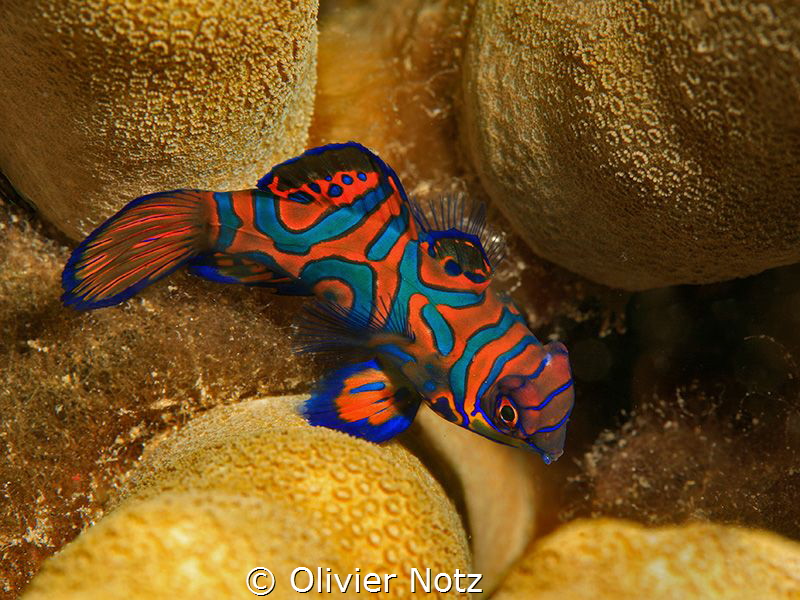 very shy mandarin fish by Olivier Notz 