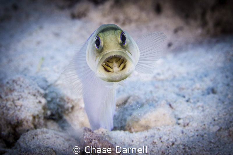 Jaw Fish digging session! 
Little Cayman by Chase Darnell 
