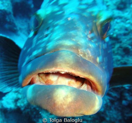 This grouper has something to say by Tolga Baloglu 