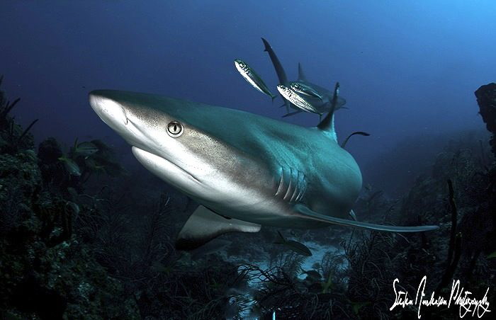 "Striking the Pose" This Reef sharks seems to look as if ... by Steven Anderson 