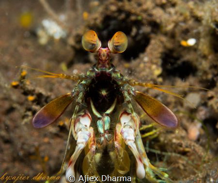 Mantis shrimp 
Canon PowerShot S120 iso: 80 1/250s f8.0 ... by Ajiex Dharma 