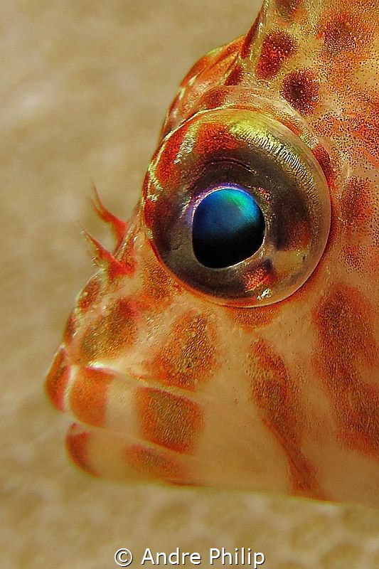 The colors of ocean in the eye of a small hawkfish by Andre Philip 