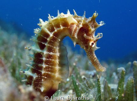 Egyptian thorny seahorse in seagrass, macro lens by Laura Dinraths 