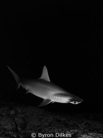 Cloaked in darkness, a curious hammerhead shark comes in ... by Byron Dilkes 