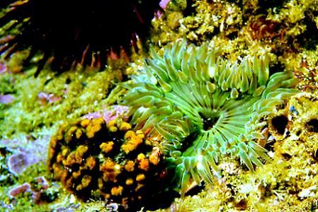 Green Anemone w/ Sea Urchin & Sponge. Orange County, CA. by Dallas Poore 