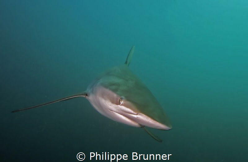 Dusky shark by Philippe Brunner 