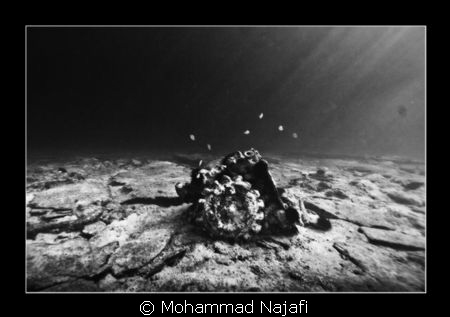 A gear like peace of the Greek ship wrecked in sea water. by Mohammad Najafi 