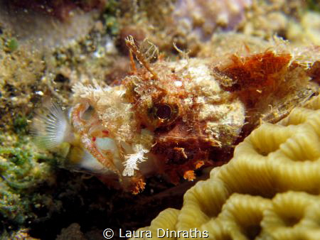 A tiny scorpionfish with dinner in its mouth, macro lens by Laura Dinraths 