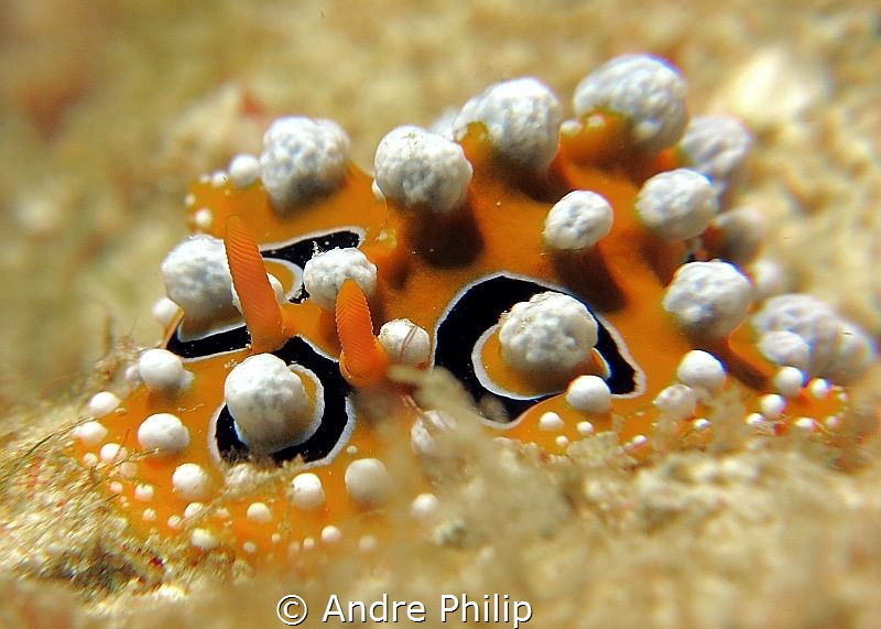 Phyllidia ocellata by Andre Philip 