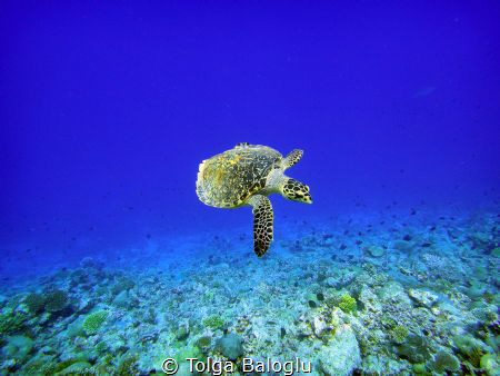 A little turtle emerges from the blue by Tolga Baloglu 