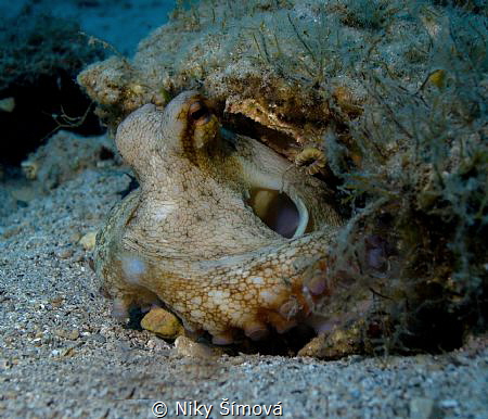 Night dive - octopus by Niky Šímová 