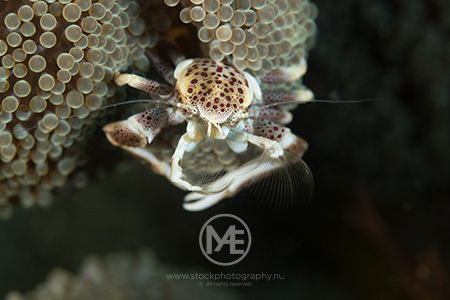 Porcelain crab by Arno Enzo 