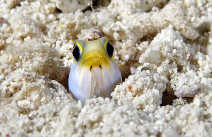 Groundhog Day. Jawfish, Turks & Caicos by Andy Lerner 