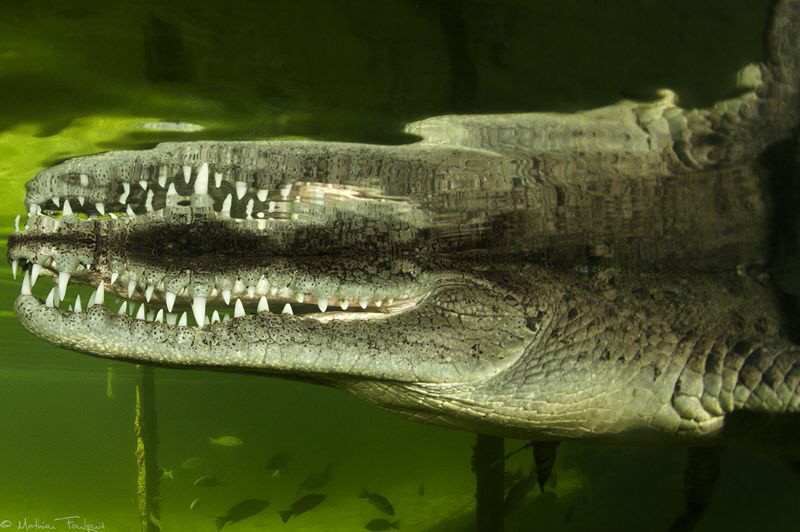 Crocodylus acutus1 by Mathieu Foulquié 