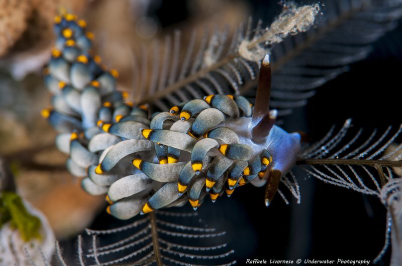 nudibranch rise on his food by Raffaele Livornese 