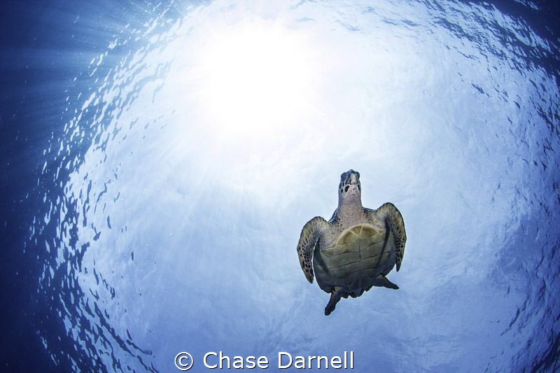 Turtle Dive 
West Side, Grand Cayman! by Chase Darnell 
