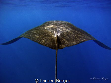 "The Following" 
Trying to keep up with this Manta Ray w... by Lauren Berger 