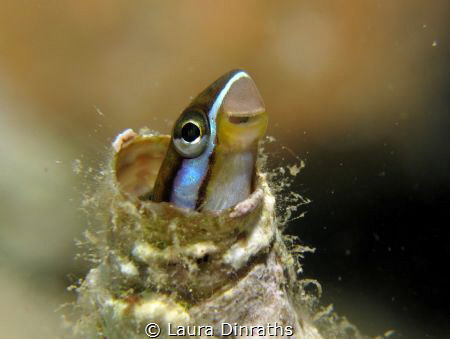 A shy mimic fangblenny (combtooth blenny) inside an empty... by Laura Dinraths 
