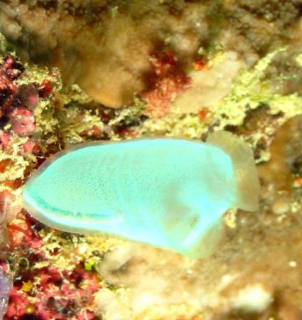 Unusual coloured nudi taken at Sipadan, East Malaysia by Dennis Siau 