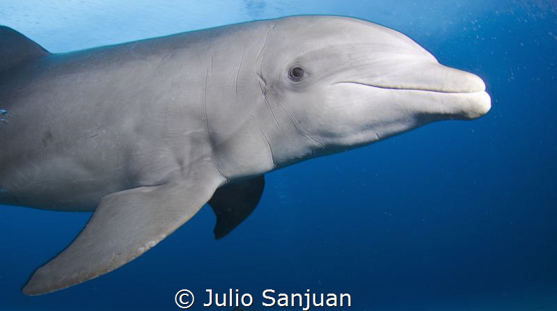 dolphin by Julio Sanjuan 