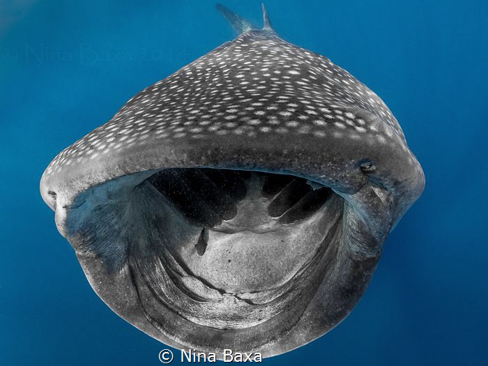 Open Wide!
Feeding Whale Shark with eggs and Remoras see... by Nina Baxa 