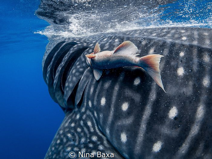 Hitch Hiker - Remora hitching a ride by a Whale Shark's g... by Nina Baxa 