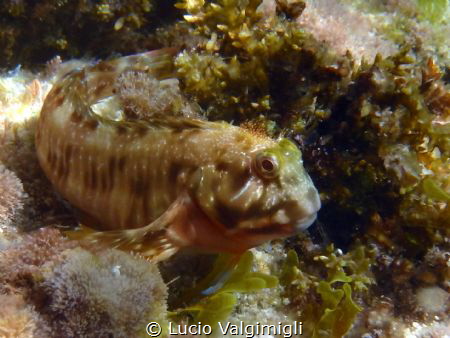 Rock Goby (I think) by Lucio Valgimigli 