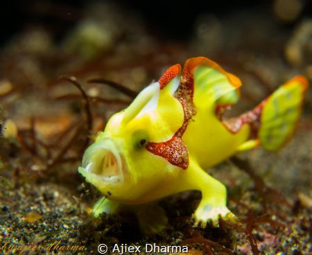 Frog fish 
Taken with canon PowerShot S120 canon housing... by Ajiex Dharma 