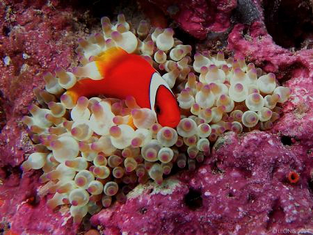single bar clown fish and bulb anemone by Kf Leong 