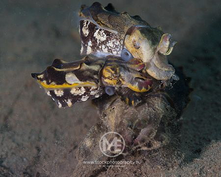 Flamboyant cuttlefish.
"I said 'Please LINE up, not PILE... by Arno Enzo 