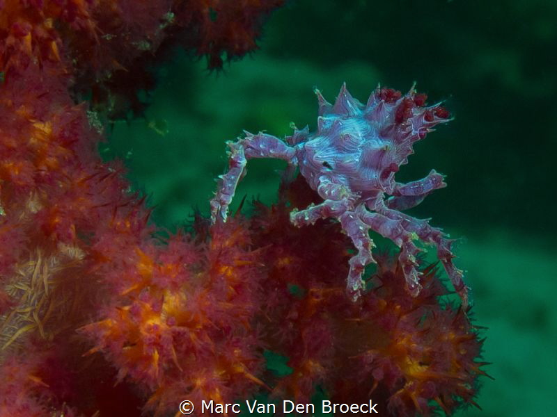 candy from lembeh by Marc Van Den Broeck 