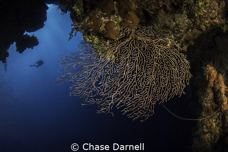 A Diver out in the Blue on the North Wall, Grand Cayman by Chase Darnell 