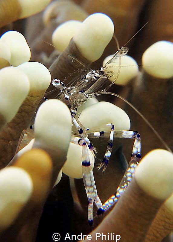 The filigree tools of a anemone shrimp by Andre Philip 
