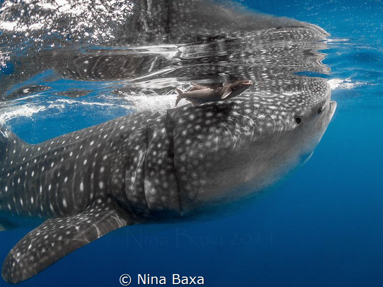 Lunch Date.A Remora detaches from a Whale Shark during a ... by Nina Baxa 