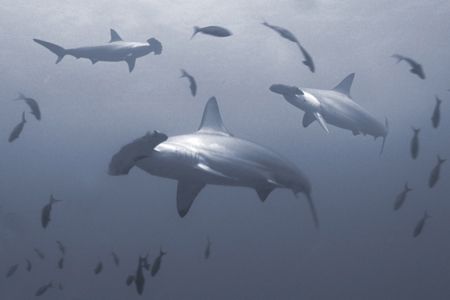 Hammerhead Sharks, Cocos Islands. Taken in November 05 wi... by Len Deeley 