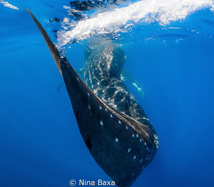~Swish~ Taken while free-diving off Isla Mujeres, Mexico.... by Nina Baxa 