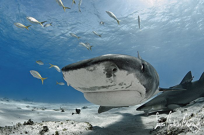 This beautiful Tiger Shark harmlessly investigates from a... by Steven Anderson 