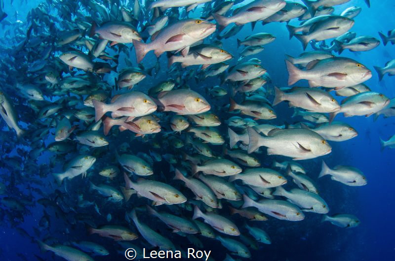 Snappers shoal by Leena Roy 