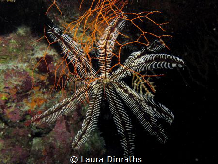 Savigny's feather star inside a reef crevice by Laura Dinraths 