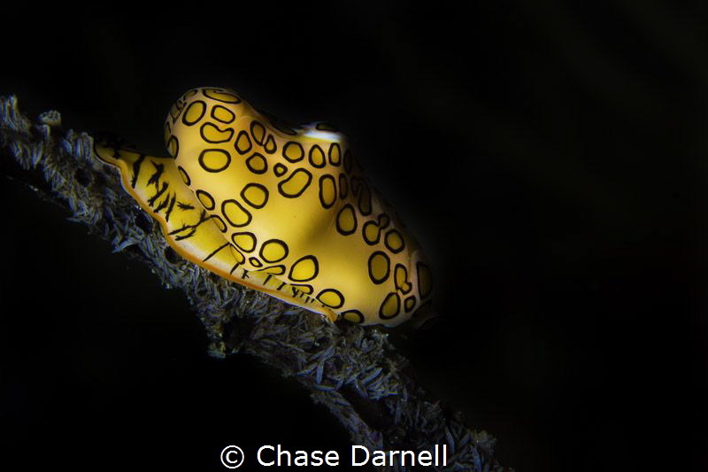 "Isolation"
 A Flamingo Tongue at Macabuca, Grand Cayman by Chase Darnell 
