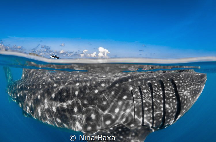 Mingle. Free-diving off Isla Mujeres, Mexico – my group’s... by Nina Baxa 
