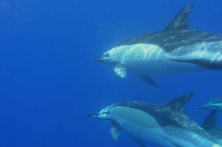 Common dolphins - Azores, only internal flash by David Abecasis 