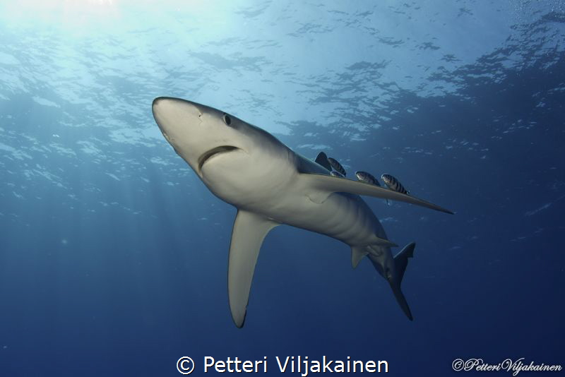 Blue shark, Azores. by Petteri Viljakainen 