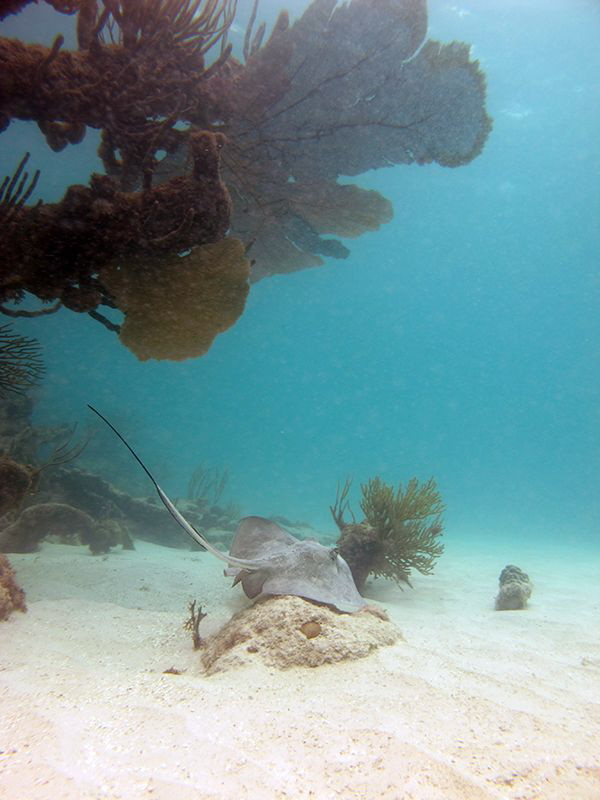 southern stingray in barbuda ... apnea shoot by Durand Gerald 