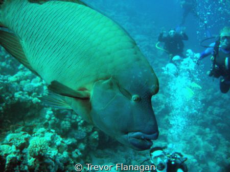 Large 1.5m Napoleon Wrasse just cruising between us and l... by Trevor Flanagan 