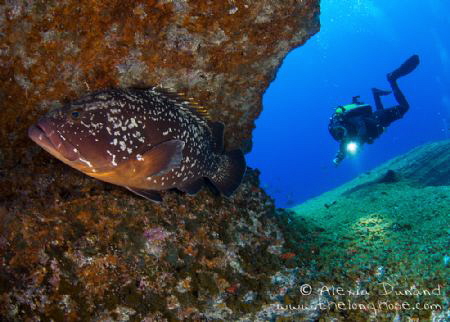 Dusky Grouper on "El Bajón", known as one of Jacques Cous... by Alexia Dunand 