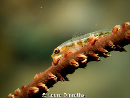 A wire coral goby shot in double macro lenses by Laura Dinraths 