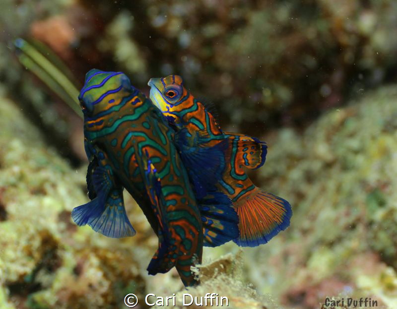 Mandarin fish love.... They were quite shy this evening. ... by Cari Duffin 