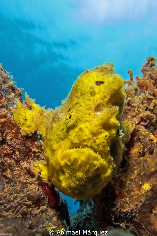 Frogfish by Abimael Márquez 